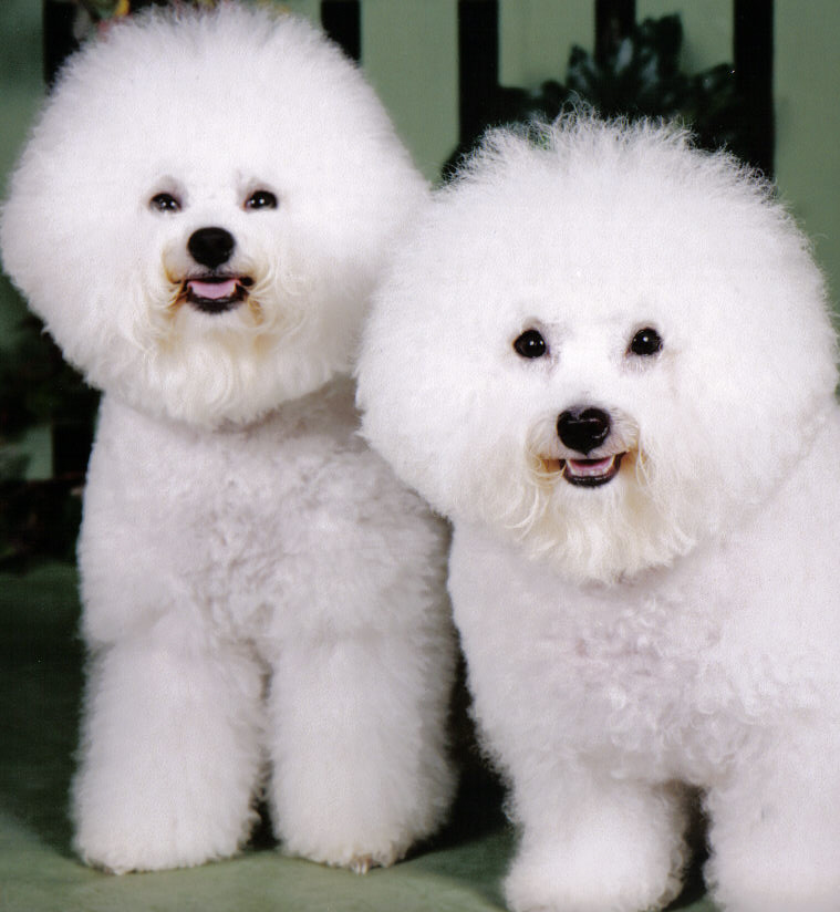 bichon frise bichon frise bichon frize