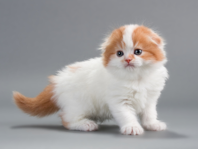 scottish fold apricot 8959