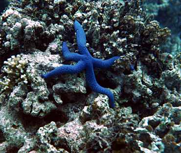 Mavi deniz y�ld�z� -Blue Star Fish
