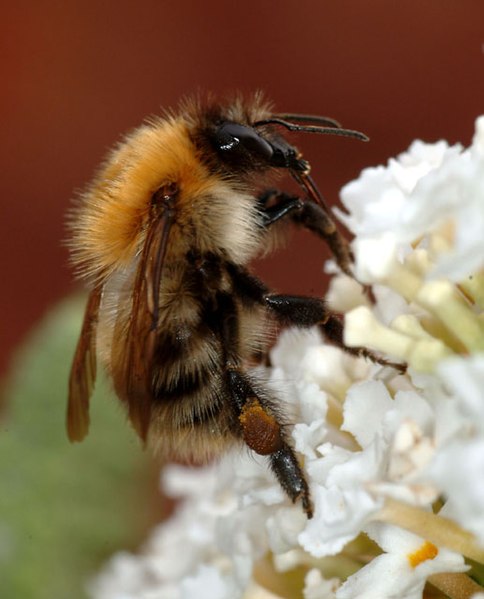 484px-Bumblebee_closeup.jpg