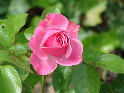 gruene_Rosenblaetter_rosa_Rose.jpg