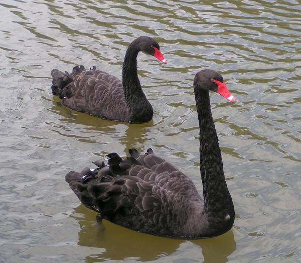 Black_Swans.jpg