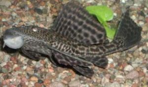 pleco.jpg