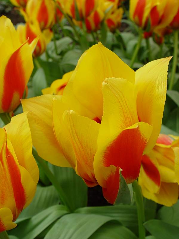 tulipa_greigii_yellow_dawn_2.JPG