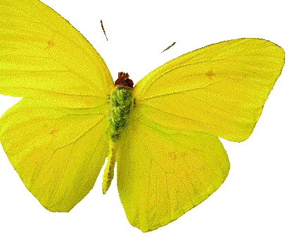 b05kids_yellow_butterfly.gif