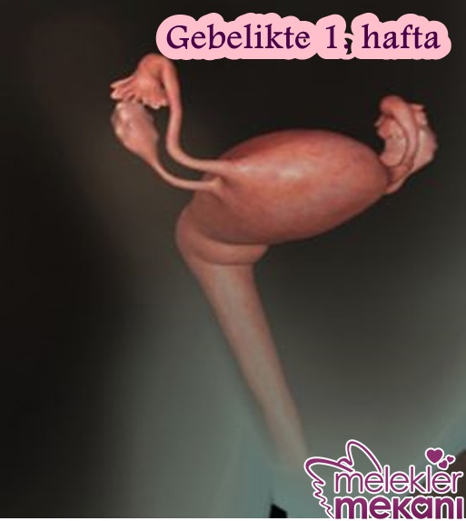 1 haftalık gebelik.jpg