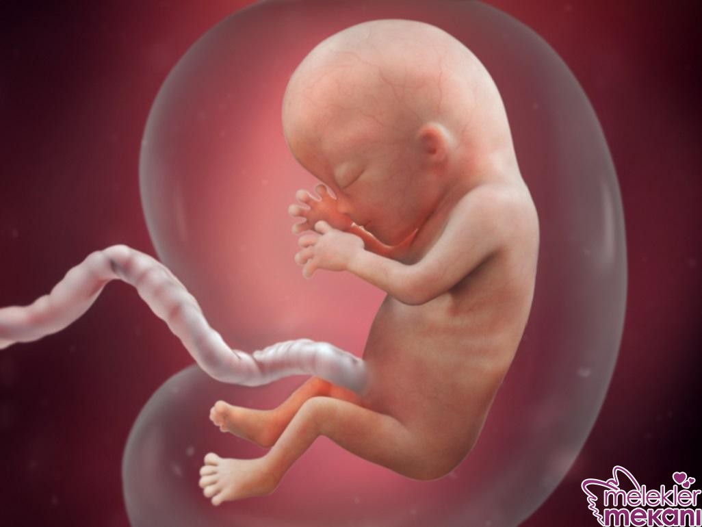 13 haftalik fetus.jpg