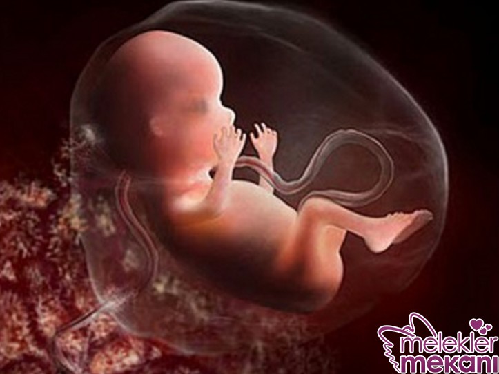 16 haftalik fetus.jpg