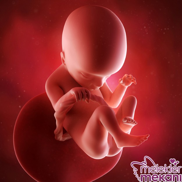 18 haftalik fetus.jpg