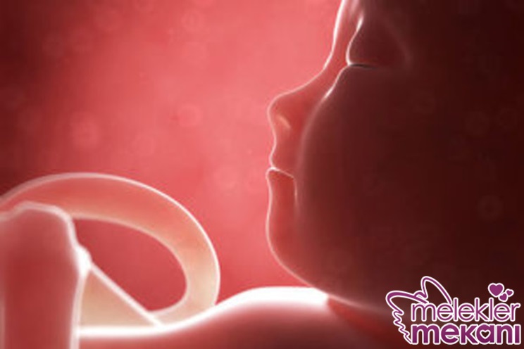 19 hafta gebelik.jpg