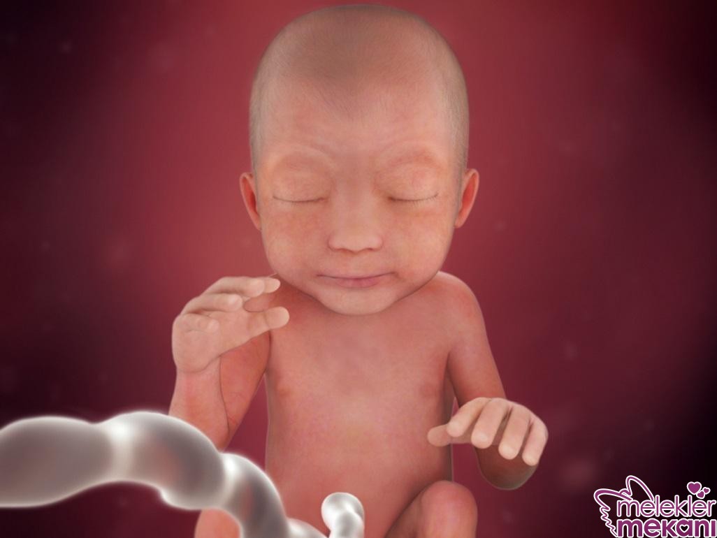 24 haftalik fetus.jpg