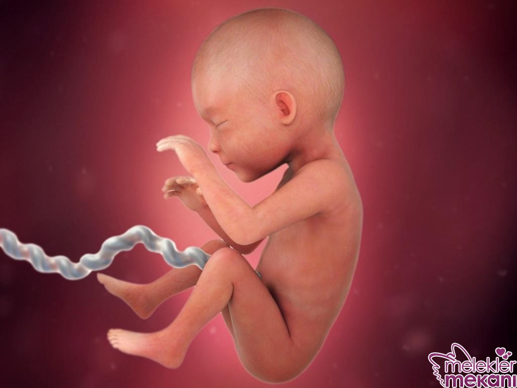 25 haftalik fetus.jpg