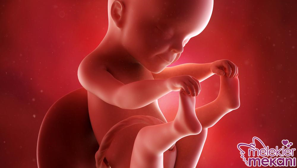 25 haftalık gebelik.png