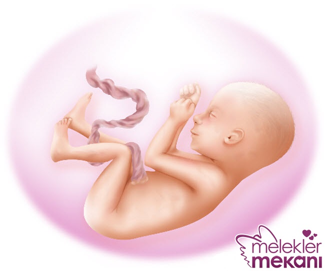 26. haftalık gebelik.jpg