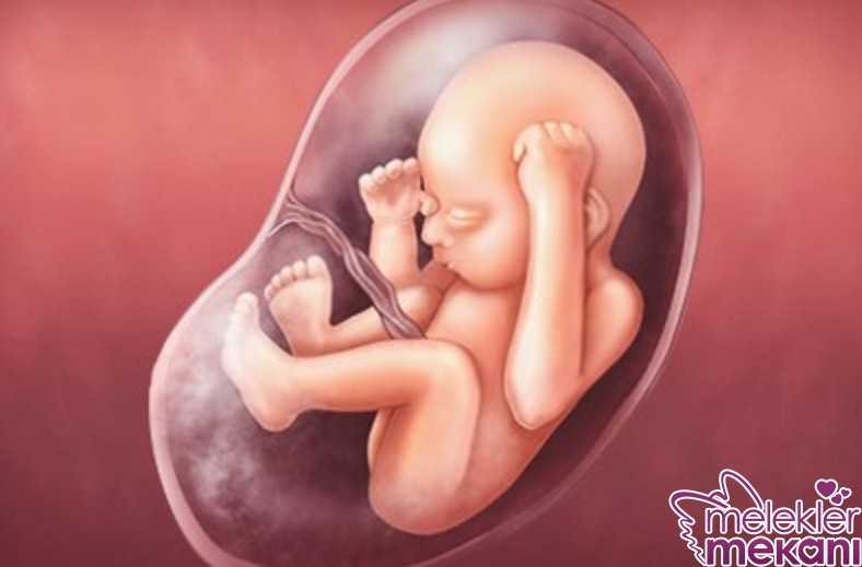 28 haftalik fetus.jpg