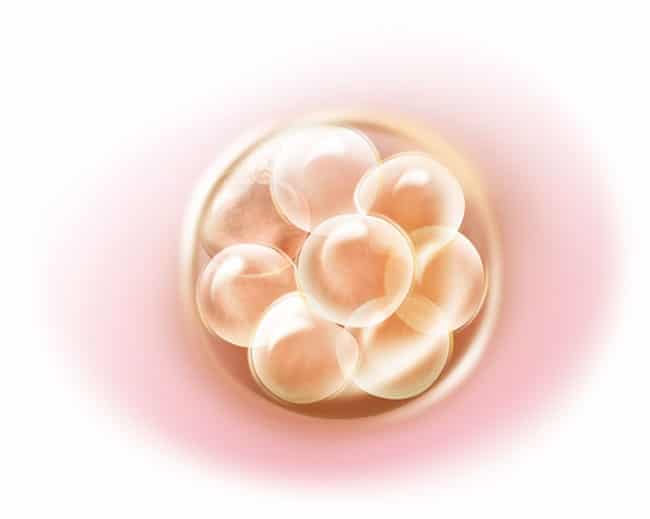 3 haftalık gebelik.jpg