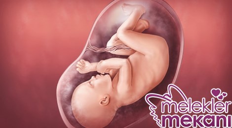 34 haftalik fetus.jpg