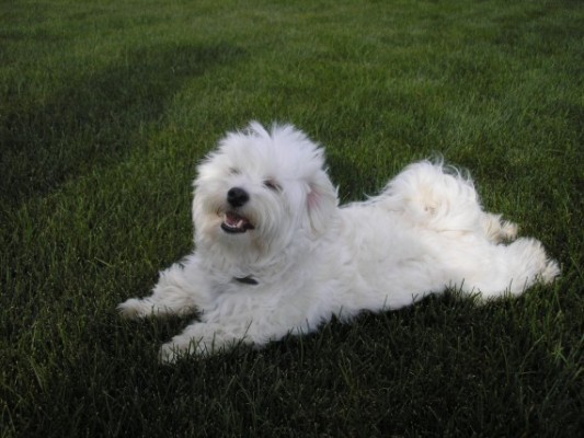 5.-havanese-570x427-533x400.jpg