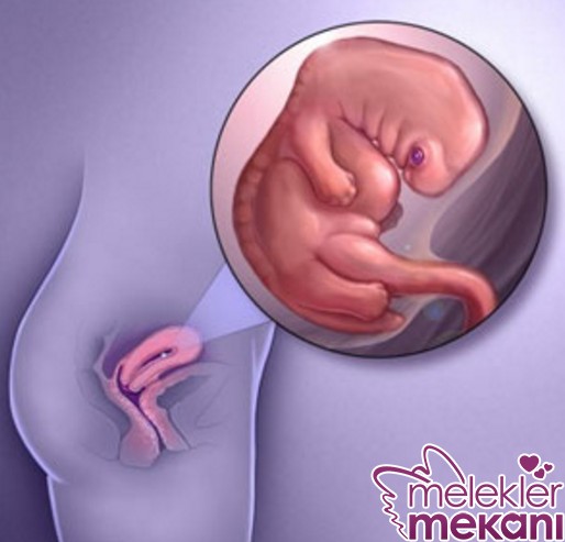 7 haftalik gebelik.jpg