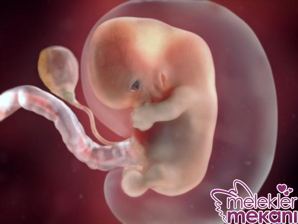 8 haftalik bebek ultrason.jpg