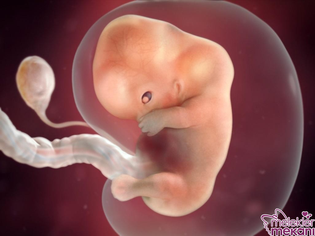 9 haftalik bebek ultrason goruntusu.jpg