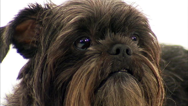 Affenpinscher.jpg
