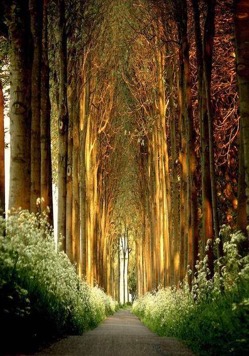 Ağaç Tünel, Belçika.jpg