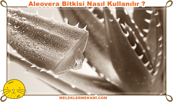 aleovera bitkisi resmi.jpg