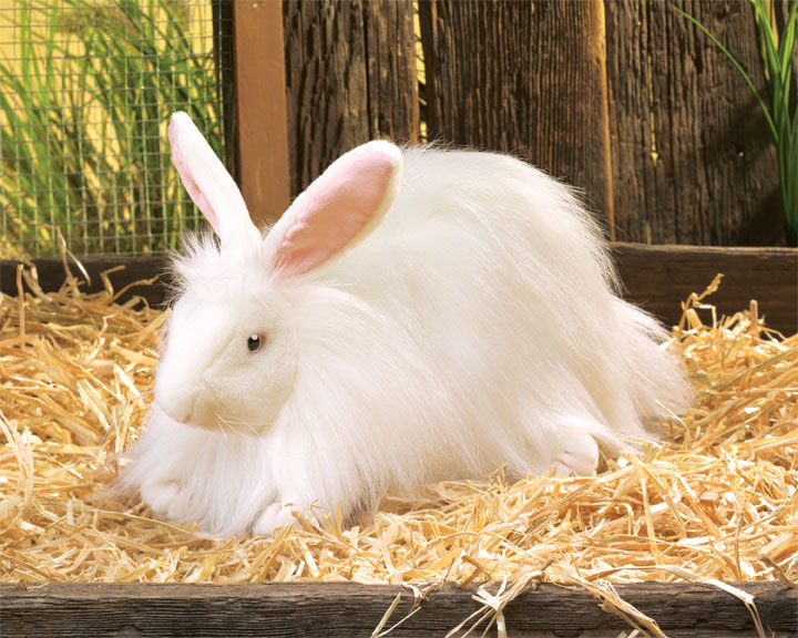 angora tavşanı 3.jpg