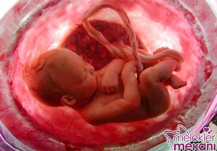 anne karnında uyuyan bebek.jpg