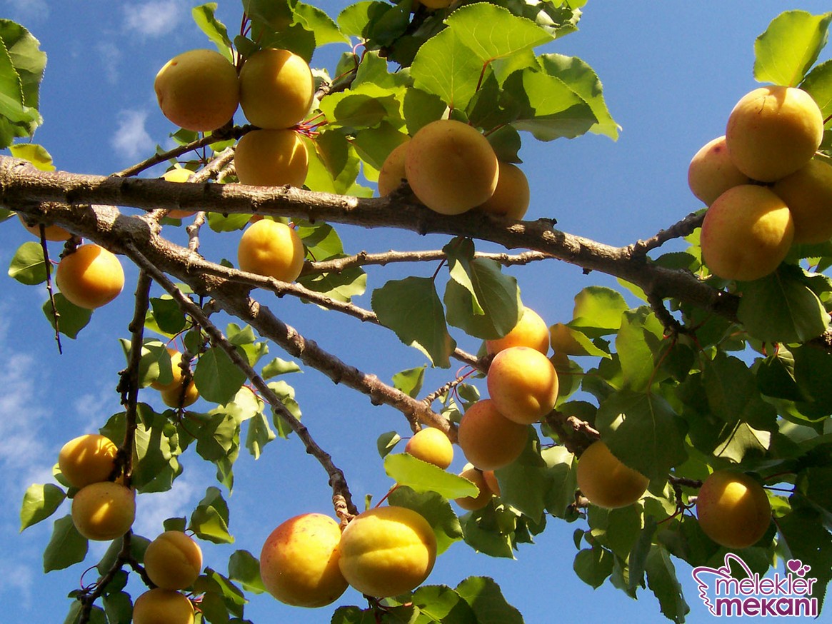 Apricot_tree.JPG