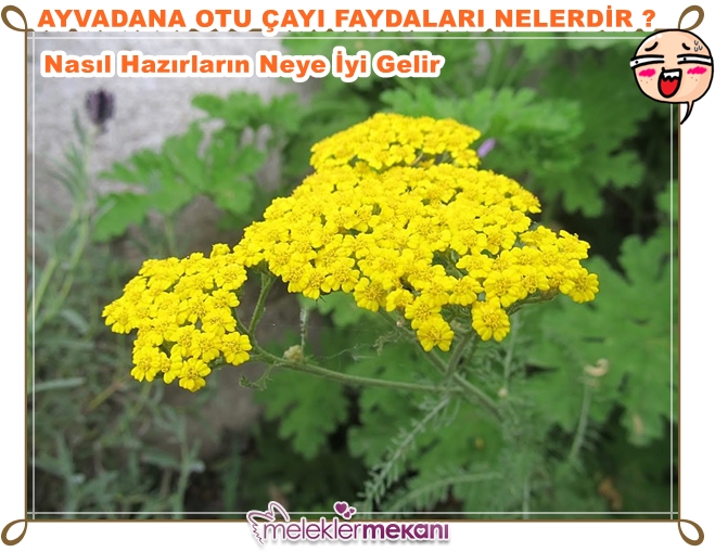 ayvadana otu faydalari.jpg