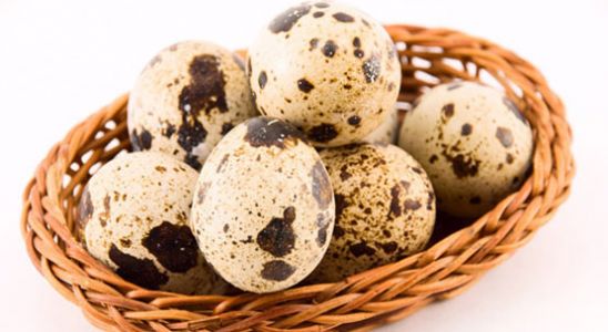 bildircin yukurtasi.jpg