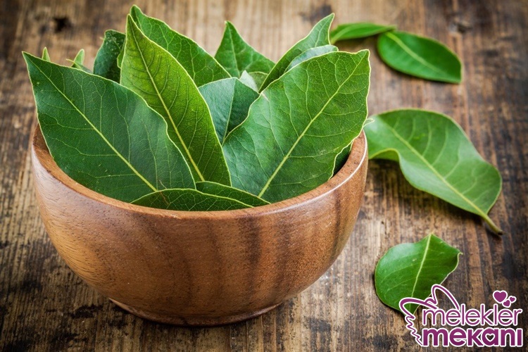 defne yaprağı hangi hastalıklara iyi gelir.jpg