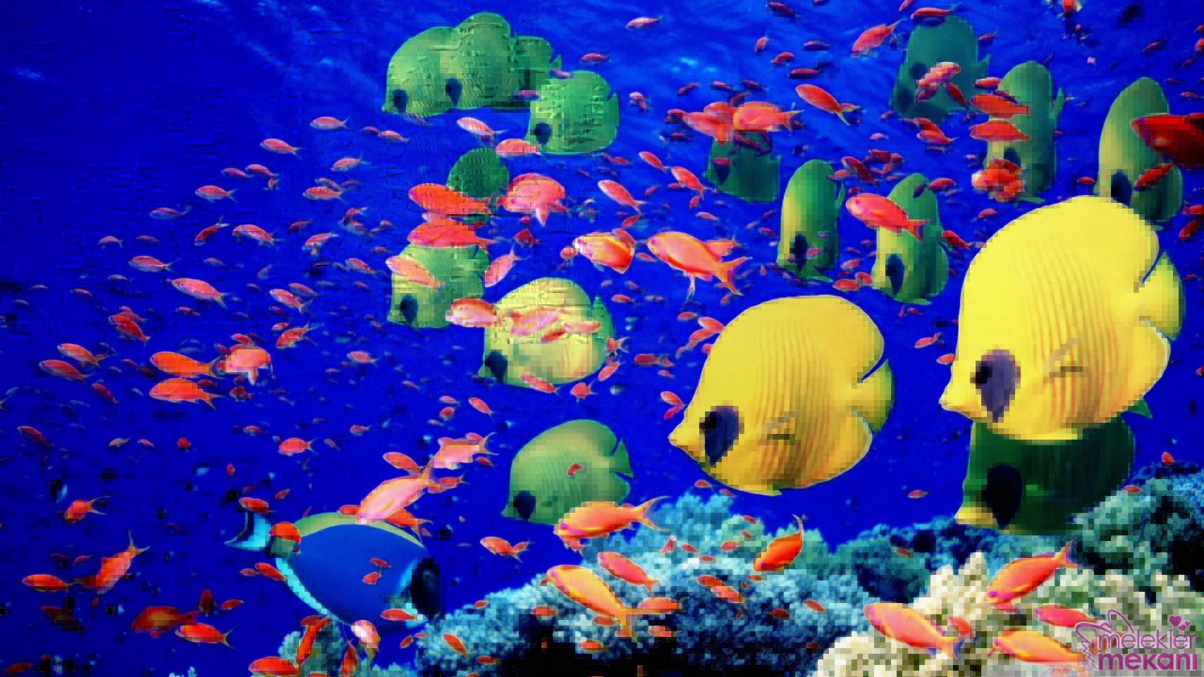 deniz altında çekilmiş en güzel resimler (1).jpg