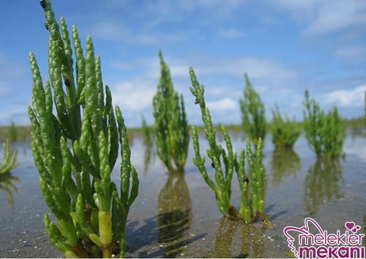 deniz börülcesi.jpg