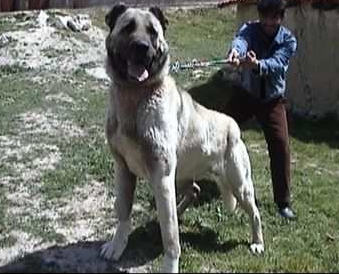 dev kangal.PNG
