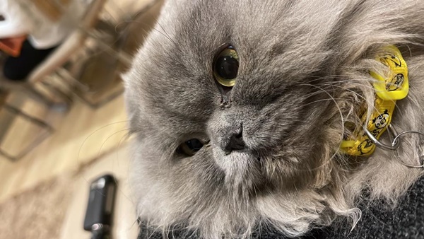 dişi kedilerde hamilelik belirtileri.jpg