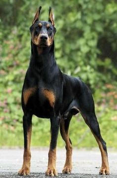 dobermann.jpg