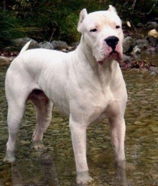 dogo.jpg