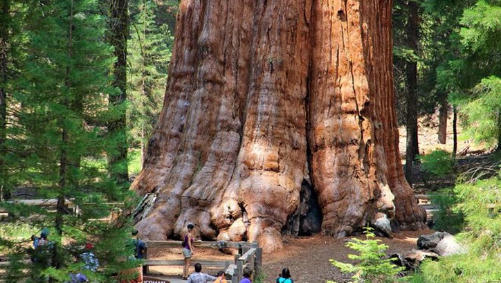 dünyanın en büyük ağaçları 4.jpg