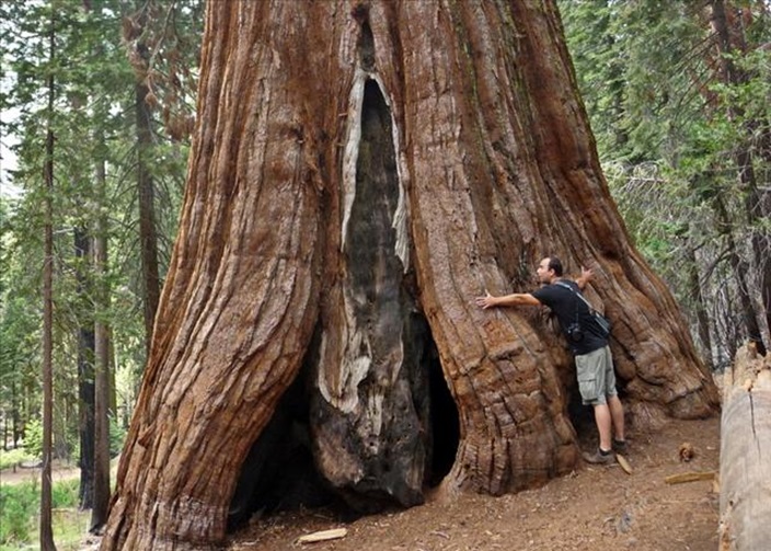 dünyanın en büyük ağaçları 6.jpg