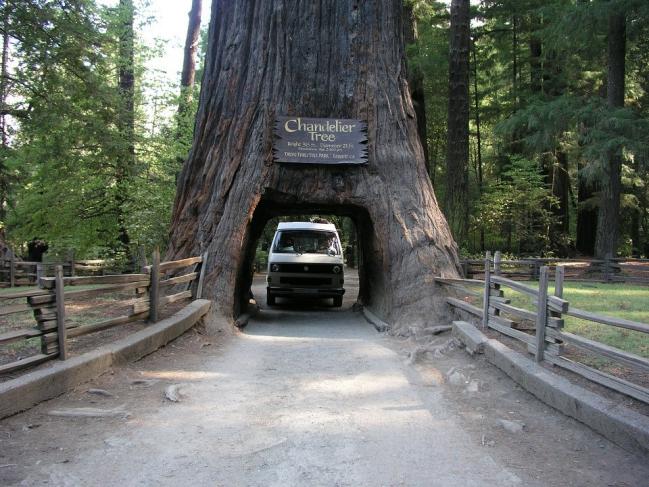 dünyanın en büyük ağaçları 7.jpg