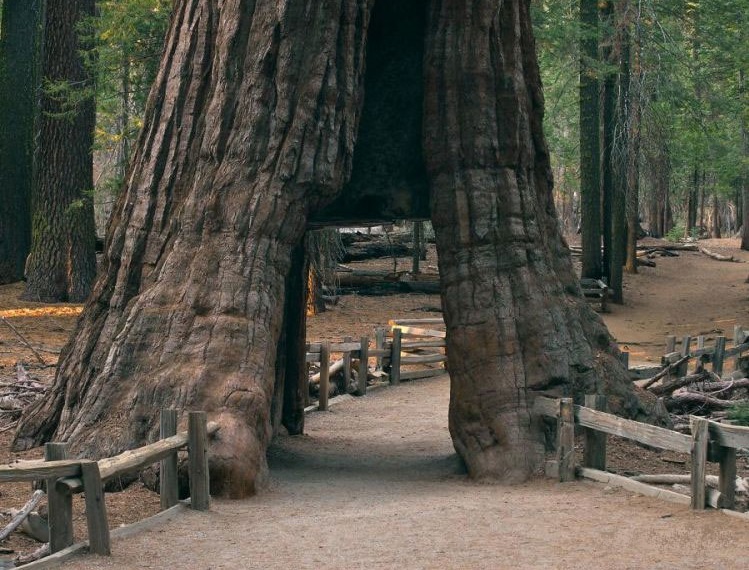 dünyanın en büyük ağaçları.jpg