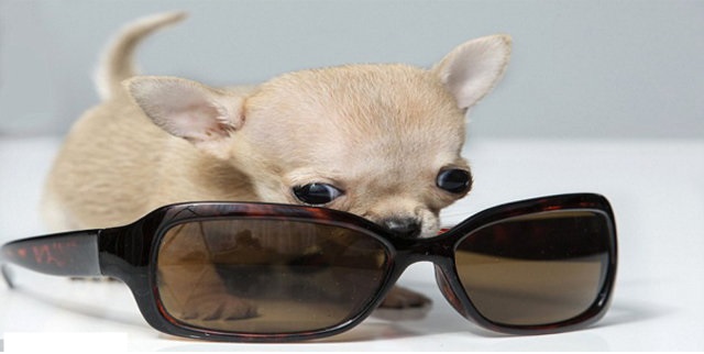 dünyanın en küçük köpeği 1.jpg