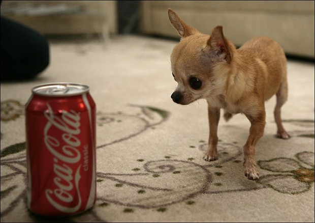 dünyanın en küçük köpeği 3.jpg