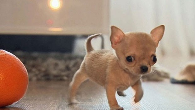 dünyanın en küçük köpeği 4.jpg