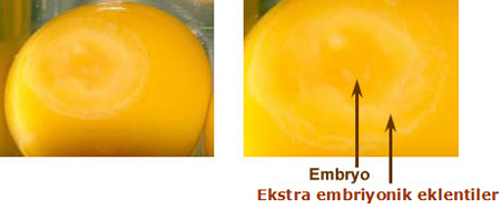 embriyo4.jpg