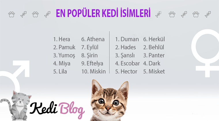en popüler kedi isimleri kız ve erkek karışık.jpg