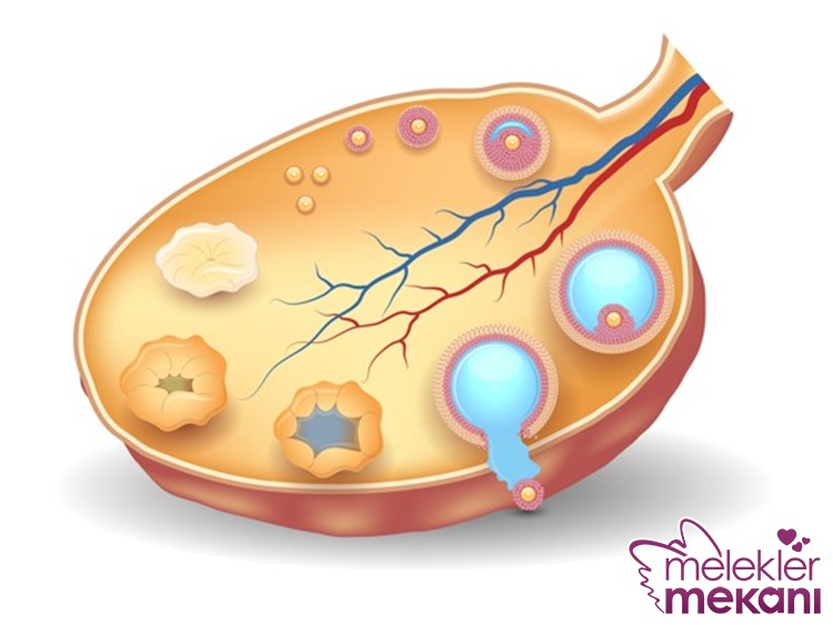 erken yumurtalık yetmezliği neden olur.jpg